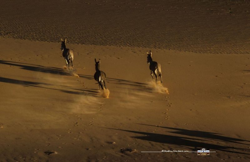 Africa Race 2018 – Etape N°8 : Chami / Amodjar — 6
