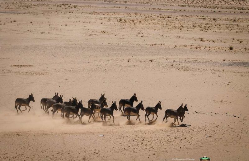 Africa Race 2019 – Etape N°7 : Chami/Chami — 17