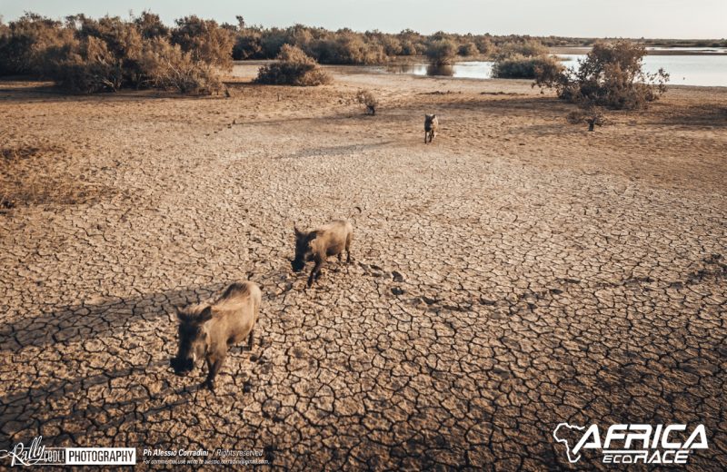 Africa Race 2019 – Etape N°11 : Akjoujt/Saint Louis — 79