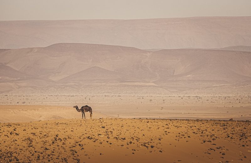 Africa Race 2020 – Etape N°4 : Assa/Smara — 46