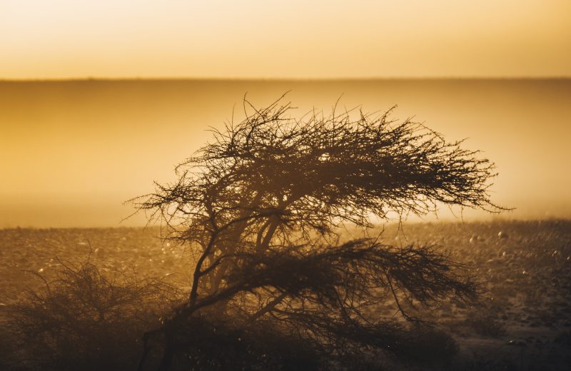 Africa Race 2020 – Etape N°5 : Smara/Dahkla — 62