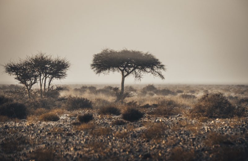 Africa Race 2020 – Etape N°5 : Smara/Dahkla — 63
