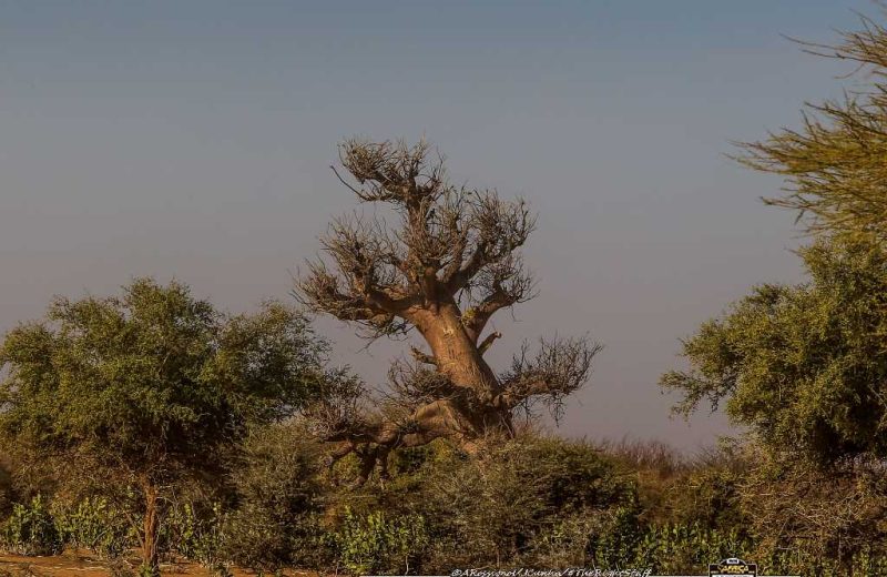 Africa Race 2020 – Etape N°9 : Tidjikja / Tidjikja — 113
